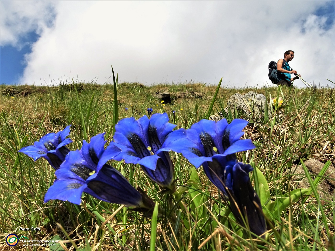 89 Genziana di Koch (Gentiana acaulis) .JPG